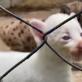 U Nikaragvi rođena albino puma, jedna od četiri na svetu
