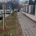 FOTO: Sa devet sorbusa dopunjen drvored u ulici Branimira Ćosića