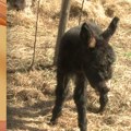Farma magaraca u Dimitrovgradu: Uprkos astronomskoj ceni, potražnja za njihovim mlekom veća je od proizvodnje