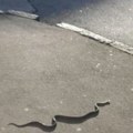 Zmija ujela čoveka usred dana u centru Kragujevca! Građani u šoku: Iskočila niotkuda i ujela ga na trotoaru! (foto)