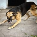 Čovek umro od besnila! Užas u balkanskoj zemlji, prvi smrtni slučaj posle 13 godina