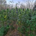 PU Niš: Zaplenjeno 76 kilograma marihuane