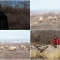 (Video) Ima 21 godinu i čak 300 ovaca: Na padinama Fruške gore stvorio je čudo, Miloševa priča ostavlja bez teksta