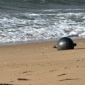 Šest misterioznih lopti isplivalo na obalu, naučnici misle da su "svemirske kugle"