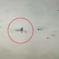 Ajkula pliva ulicama Nju Džersija! Poplava paralisala grad, meštani u šoku gledali neman: "O moj Bože, ide ovamo" (video)
