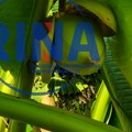 Čudo neviđeno - u centru Užica rađajaju banane: Dragica je vlasnica ogromnog stabla ove tropske biljke koja daje plodove…