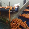 Čuveni gastronomski sajt „Taste Atlas“ promoviše šargarepu iz Begeča, tvrde da je najbolja na svetu