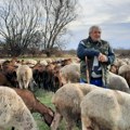 Da krenem za Beograd, pratile bi me u stopu: Nebojša ima najveće stado kod Merošine, ovako opisuje svoje koze