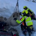 Ovce ostale zarobljene u snegu: Neverovatan snimak akcije spasavanja helikopterom