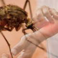 U obrenovačkim naseljima danas i sutra prskanje komaraca: Prvi na "udaru" Zabrežje, Skela, obrenovački "Zabran"...