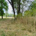 Извор у Шумарицама запуштен и окружен високим шибљем - вода упитног квалитета