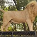Drama na safariju Lav skočio na krov džipa, turisti pomislili da će odremati, ali je imao druge planove