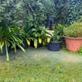 Kako sačuvati biljke tokom nevremena: Ovo su jednostavni koraci koji će ih spasiti
