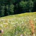 Horoskop za 15. jul 2026: Lavovi privlače pažnju, a ovaj znak donosi važnu životnu odluku