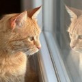 Želite da vaša mačka živi duže? Evo šta savetuje veterinarka