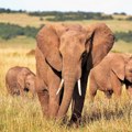Slonovi, nežni džinovi koji duplo duže žive u divljini