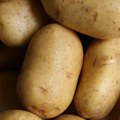 U Vladičinom Hanu nikao krompir težine 4,3 kilograma