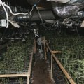 Otkrivena plantaža marihuane kod Leposavića, zaplenjeno 407 biljaka