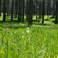 Utvrđen predlog o donošenju PPPPN Parka prirode Jegrička
