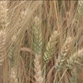 Durum pšenica - otpornija i skuplja od ostalih sorti, a mogućnosti njenog uzgoja neiskorišćene
