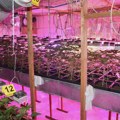 Новосадска полиција открила лабораторију за узгој марихуане у Чуругу