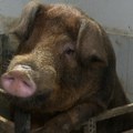 U Severnobanatskom okrugu sprovode se sve preventivne mere kako bi se sprečila afička kuga