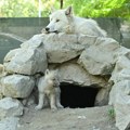 Lepe vesti iz Skoplja! Zoološki vrt dobio prinove - dva mala bela vuka! Objavljene fotografije (foto)