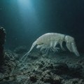 U najdubljem i najmračnijem dela okeana pojavio se novi predator - rođeni lovac: Živi tamo gde gotovo ništa drugo ne može