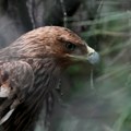 Tužilaštvo odbacilo krivične prijave zbog stanja i postupanja prema životinjama u zoo vrtu Palić
