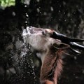 Tužilaštvo odbacilo krivične prijave zbog stanja i postupanja prema životinjama u zoo vrtu Palić