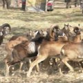 Od 2024. godine ponovo lov na muflone i jelene lopatare u “Subotičkim šumama”
