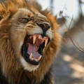 Lav ubio čuvara zoološkog vrta u Nigeriji