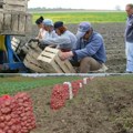 Gledaj u pasulj da vidiš da li da sadiš krompir u džakovima krtole ove godine zarada preko 10.000 evra po hektaru