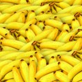 Da li ste znali da banana nije voćka?