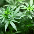 Nađena ilegalna laboratorija marihuane, osumnjičeni uhapšen