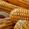 Švajcarci povlače sa tržišta kukuruzno brašno iz Srbije: Otkriven mikotoksin fumonizin u nedozvoljenoj količini