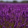 Izbegnite najčešću grešku i lavanda će vam bogato cvetati i mirisati celog leta