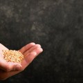 Studija: Zvuk kiše može da ubrza klijanje semena