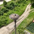 Rode vole Zaječar! Sada su prvi put prstenovani i mladunci kako bi se pratilo njihovo kretanje (video)