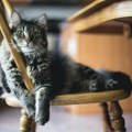 Novo otkriće naučnika: Domaće i divlje mačke izbegavale međusobno da se pare skoro dva milenijuma