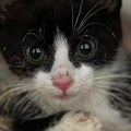 Zbog ove mačke je 7 miliona ljudi u riziku da umre: Otkriven joj redak virus, izgrebala mnoge i uginula