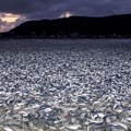 Stanovnici Japana kažu da nikada nisu videli ništa slično, na obalama su tone uginulih riba