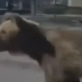 Medved napadao ljude u centru grada Najmanje dvoje povređenih u Slovačkoj, kamere snimile jezive scene (video)