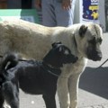 Udomljeno 15 ljubimaca: Festival "Ulični psi" okupio na Kalemegdanu veliki broj Beograđana