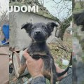 Mali Alexa traži dom: Štene koje umesto dvorišta ima staru šupu, a umesto sigurnosti – samo nadu Ne kupuj - udomi