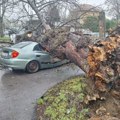 Kaos u Zagrebu, stabla padaju na automobile, vjetar ruši sve pred sobom