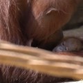 VIDEO: Beba ugrožene vrste orangutana došla na svet u zoo vrtu u Španiji