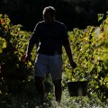 Klimatske promene menjaju tradiciju: najranija berba grožđa na jugu Francuske