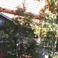 (Foto) Kamena kućica na planini nadomak Valjeva: Poznata glumica poseduje raskošan dom na Vračaru, ali svoje parče mira…
