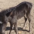 (Видео) Шумари су пронашли промрзло ждребе заплетено у трње и спасили је! Опоравило се и добило име по белегу на челу, ево и…